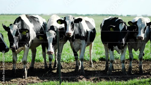 Vacas lecheras en un tambo en un campo en la pampa, Provincia de Buenos Aires, Argentina photo