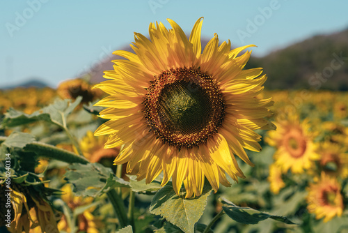 Close up Sunflower field natural background.