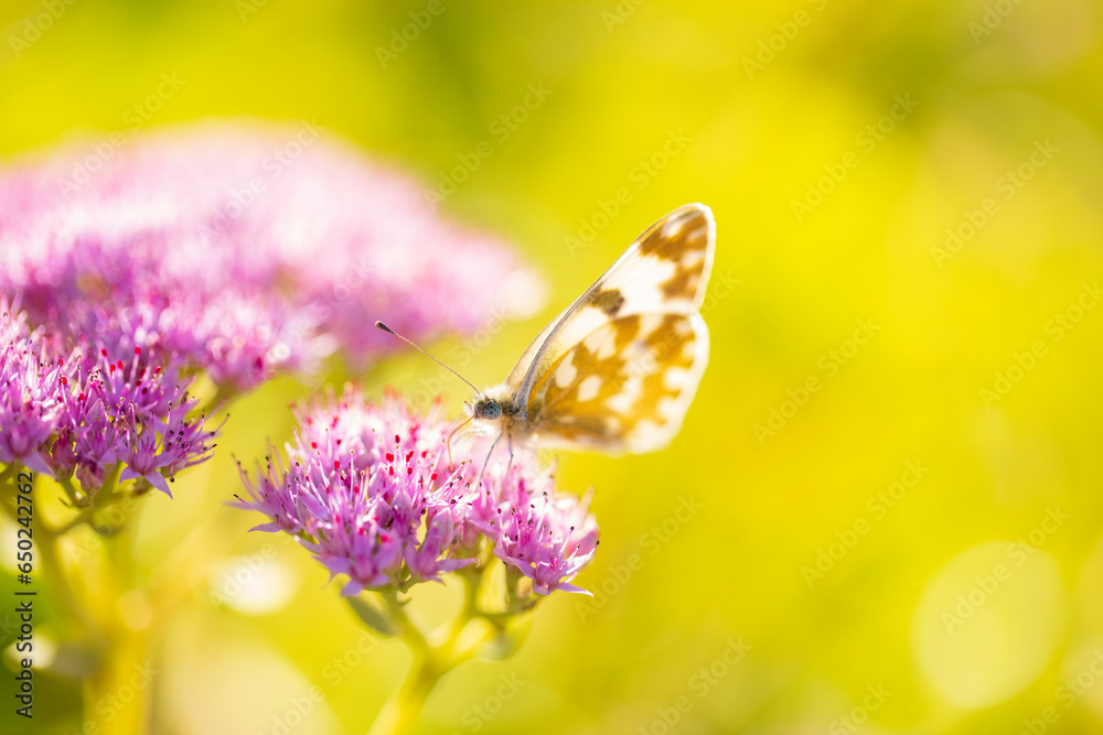 Naklejka premium A butterfly is gathering honey
