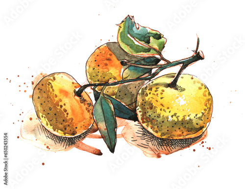 Tangerines on a white background. Watercolor drawing. Sketch.