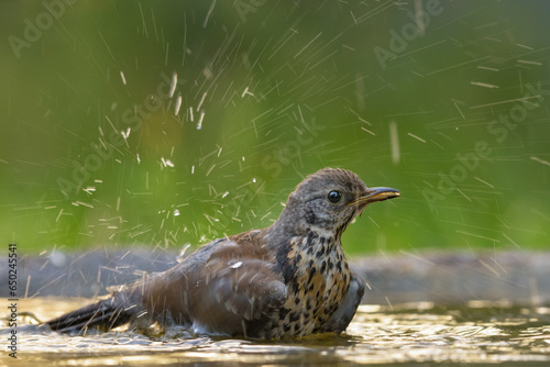 Young Fieldfare thrush (turdus pilaris) bathing in warm water with a lot of splashes