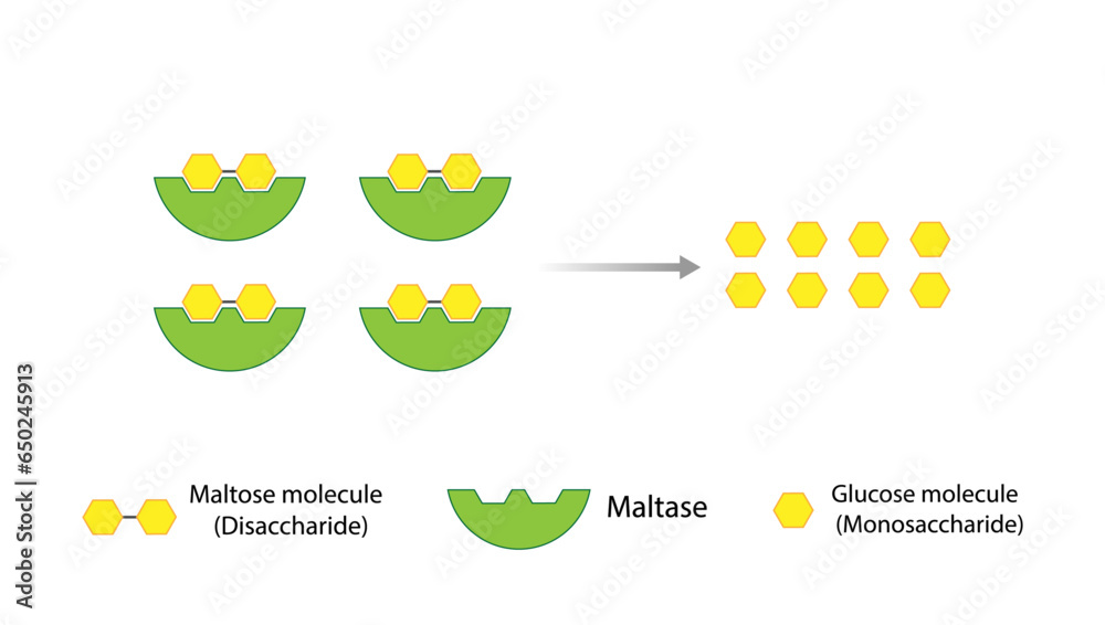 Carbohydrates Digestion. Maltase Enzyme catalyze Disaccharide Maltose
