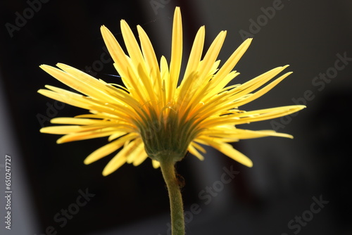 Bild auf Leinwand Yellow Barberton Daisy