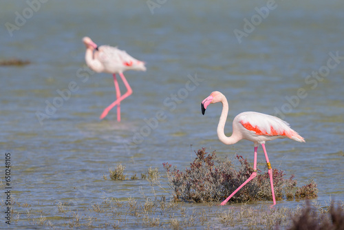 A Greater Flamingo walking in the water looking for food © Stefan