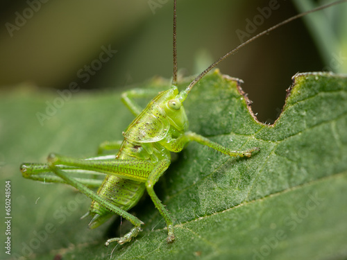 A Great green bush cricket resting on a leaf © Stefan