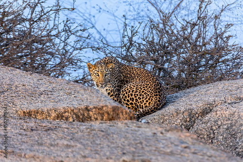 Crouching Leopard at Bera, Jawai Bandh, Rajasthan, India  photo