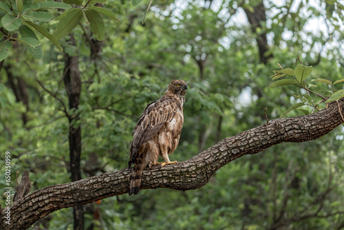 Changeable Hawk-Eagle at Pench National Park, Nagpur, India photo