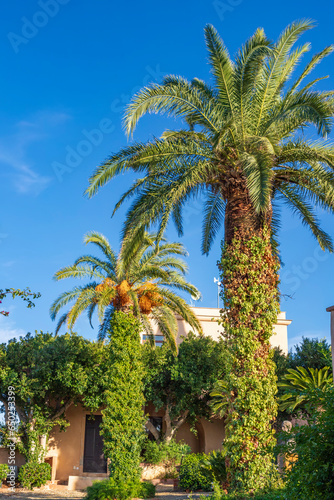 Beautiful big palms in the garden. Vertical view