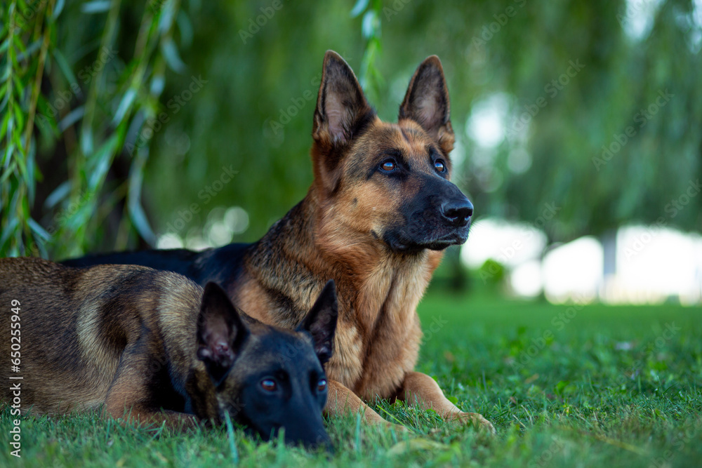 German and Belgian (Malinois) shepherd dogs lie on a green lawn along willow branches in the park