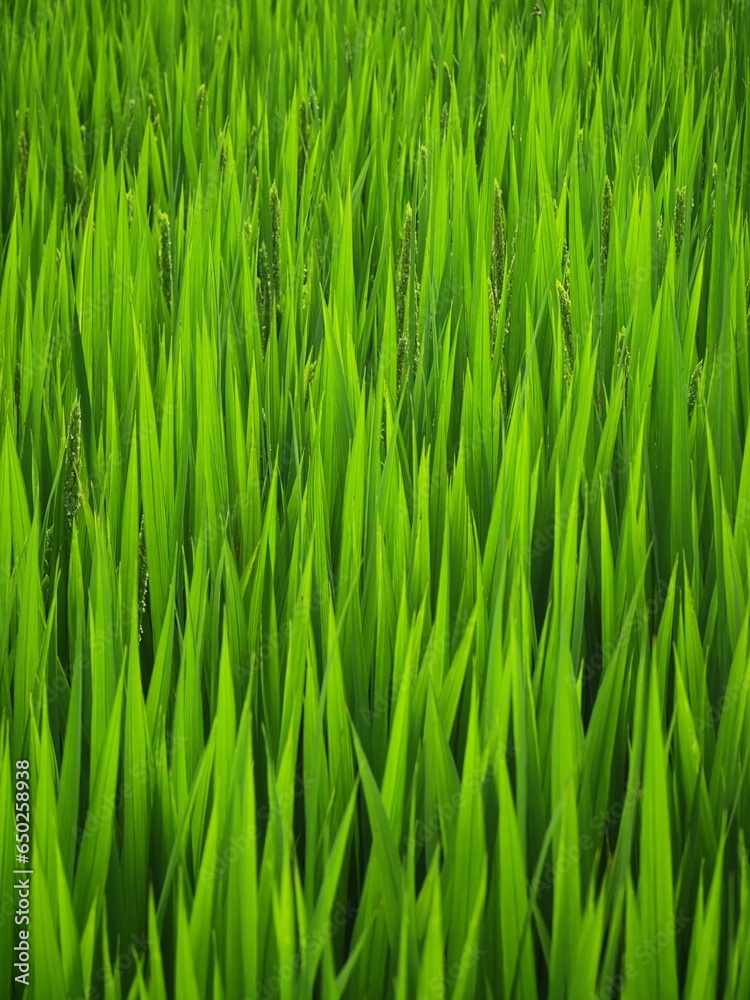 fresh green rice leaves abstract texture staple plant paddy closeup view farm field background fresh green rice leaves abstract texture staple plant paddy closeup view farm field background