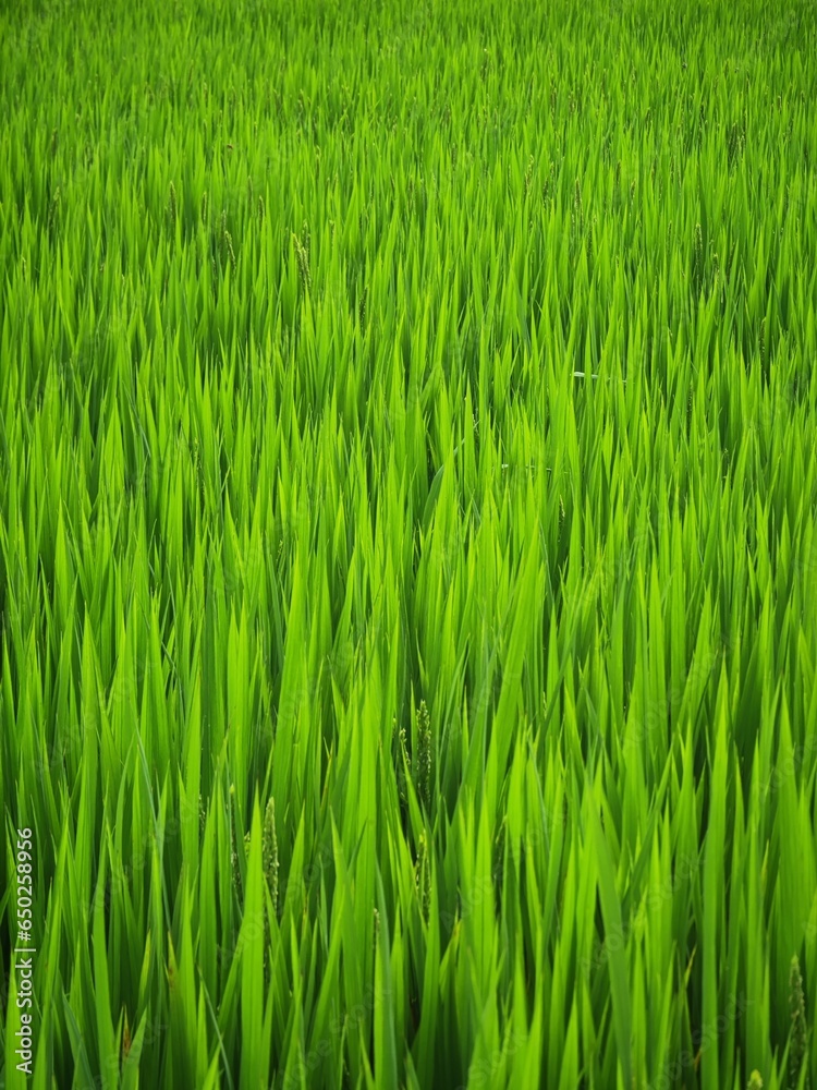 fresh green rice leaves abstract texture staple plant paddy closeup view farm field background fresh green rice leaves abstract texture staple plant paddy closeup view farm field background