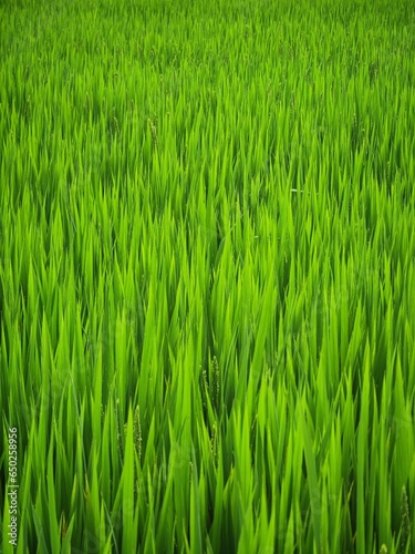fresh green rice leaves abstract texture staple plant paddy closeup view farm field background
