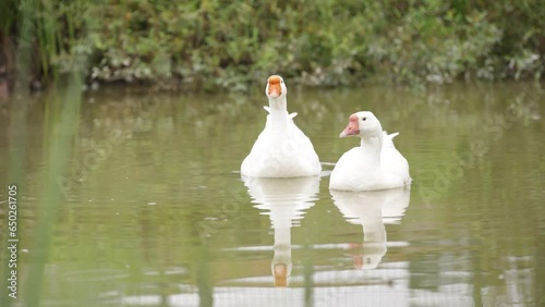2 geese