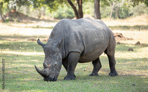 White Rhinoceras, Ceratotherium simum, grazing in a national park in Uganda