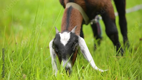 Anglo-Nubian Goat