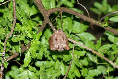An adorable Wahlberg's epauletted fruit bat (Epomophorus wahlbergi) hanging from a branch in a tree photo