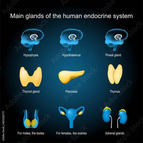 Glands of a human endocrine system
