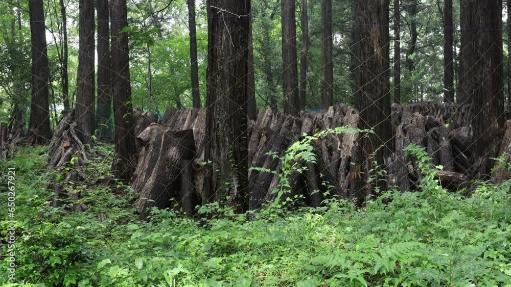 Shiitake mushrooms cultivation in the forest, Shizuoka prefecture, Izu, Japan