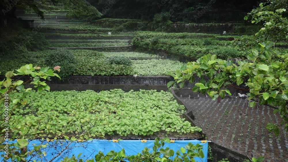 Cultivation of wasabi crops in the hills, Shizuoka prefecture, Ikadaba, Japan