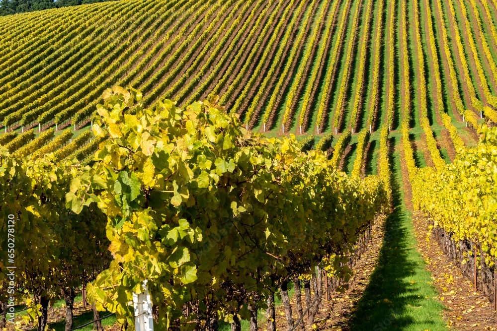 Fototapeta premium A vineyard in south Salem, Oregon just starting to show fall colors