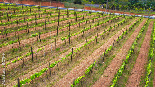 Visão aérea de uma plantação para produção de vinhos em uma vinicola de São roque, SP, Brasil photo
