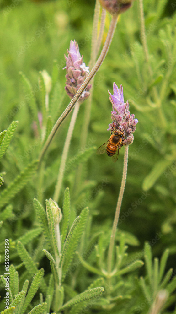 Uma abelha em uma flor de lavanda