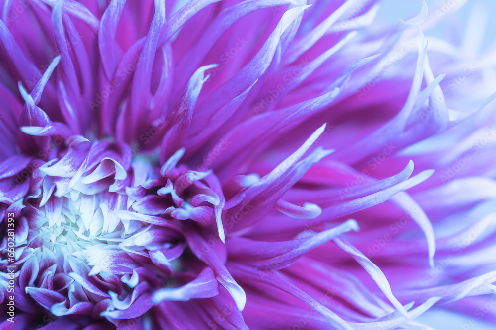 Abstract image of purple dahlia petals. Autumn floral background..Selective focus. Abstract image of purple dahlia petals. Autumn floral background..Selective focus.