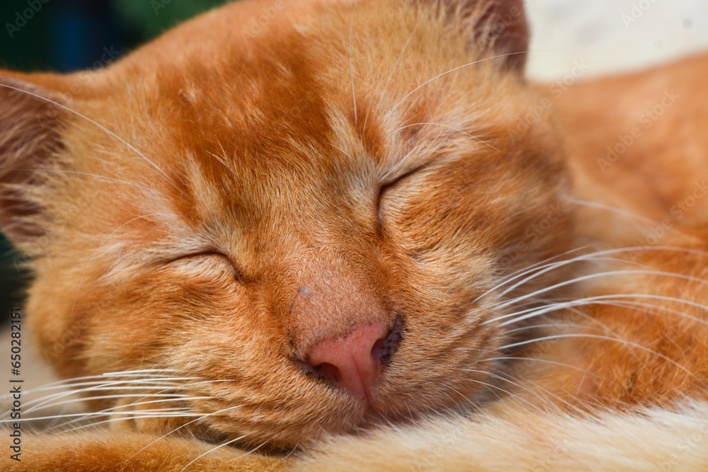 Cute and funny orange cat photo