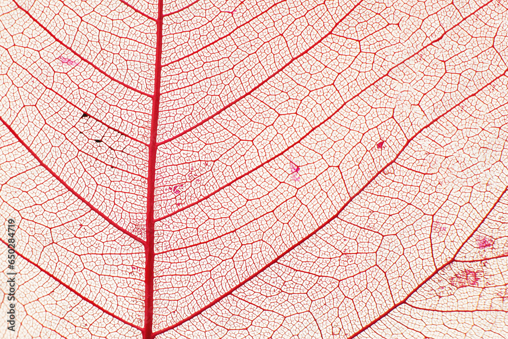 Fototapeta premium Macro photo of autumn foliage. pink leaf texture background