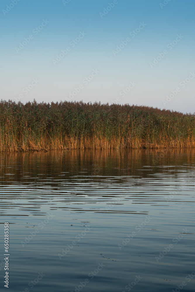 Reed thickets on the river or lake. Reed thickets on the river or lake.