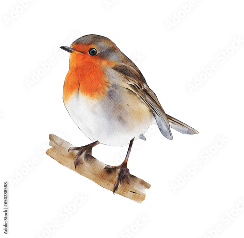 Hand-drawn watercolor European robin illustration isolated on white background. Birds collection. Erithacus rubecula photo