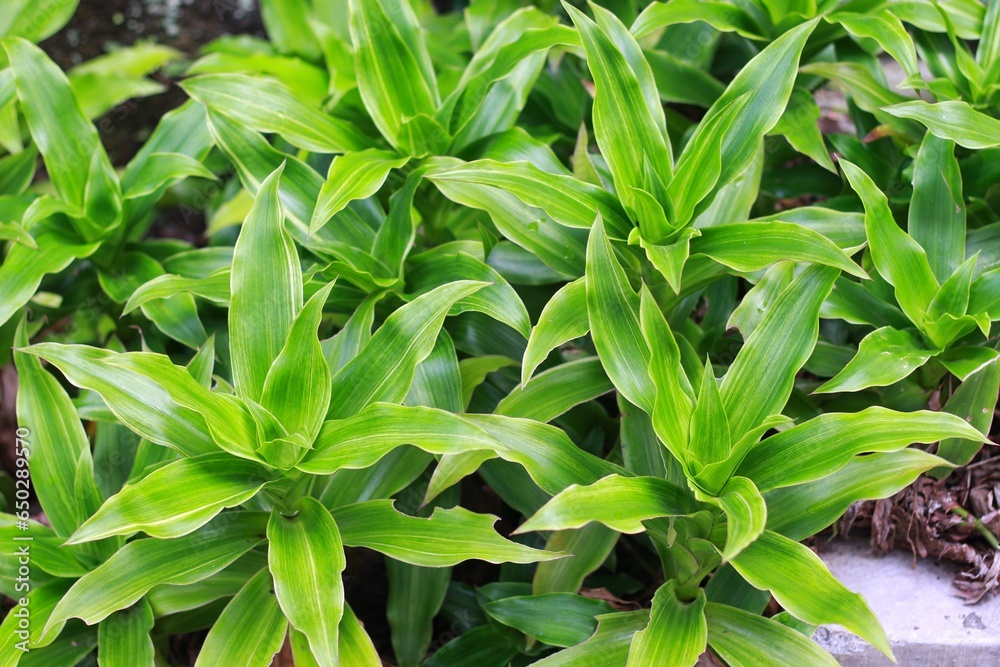 Fototapeta premium Callisia fragrans planted in the garden