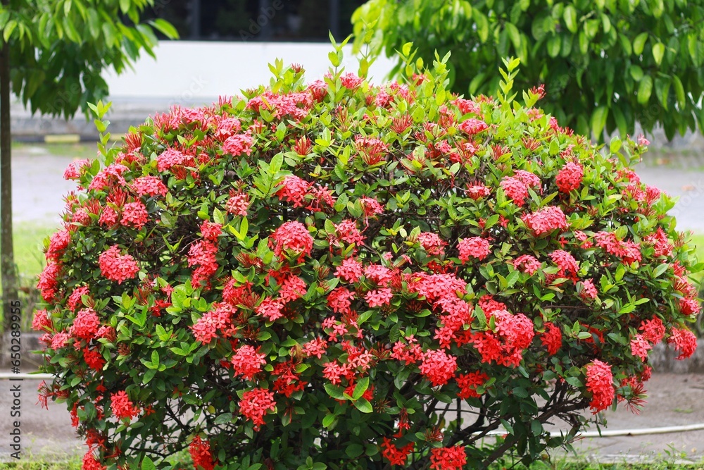 Ixora chinensis, commonly known as Chinese ixora, is a species of plant ...