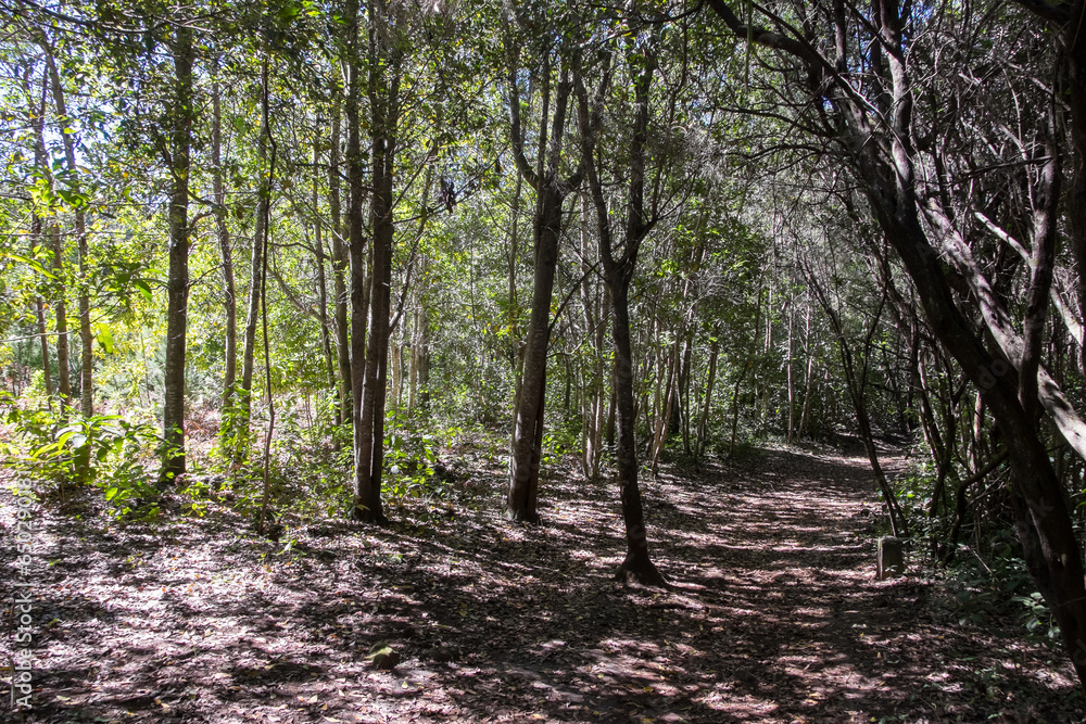 Naklejka premium Bosque de laurisilva en el norte de la isla de Tenerife en Canarias