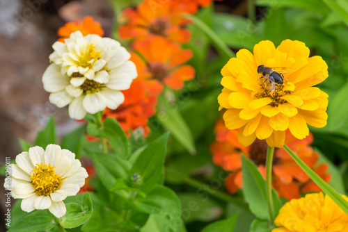 Zinnias y abeja en un jardín