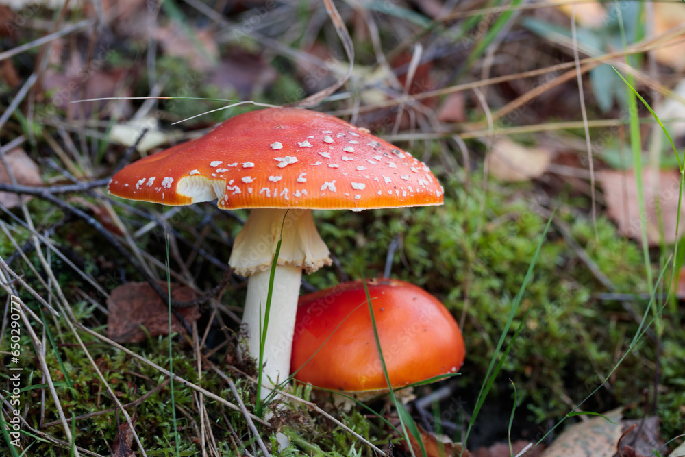 Non-edible mashroom, fresh fly agaic in a autumn forest Non-edible mashroom, fresh fly agaic in a autumn forest