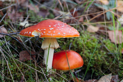 Non-edible mashroom, fresh fly agaic in a autumn forest