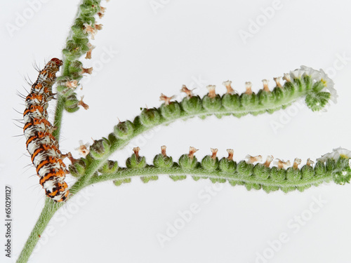 Hairy caterpillar on a white background. Crimson speckled flunkey. Utetheisa pulchella   photo