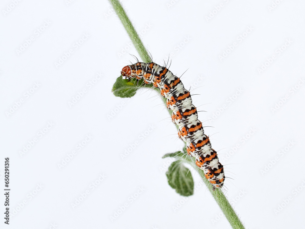 Hairy caterpillar on a white background. Crimson speckled flunkey. Utetheisa pulchella  