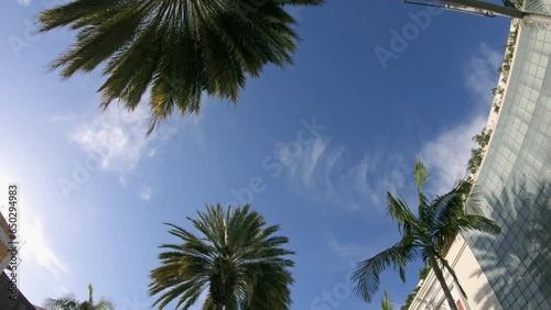 Convertible POV driving under the palm trees on Sunset Boulevard in LA, hot summer day, sun beams shining through the palm trees photo