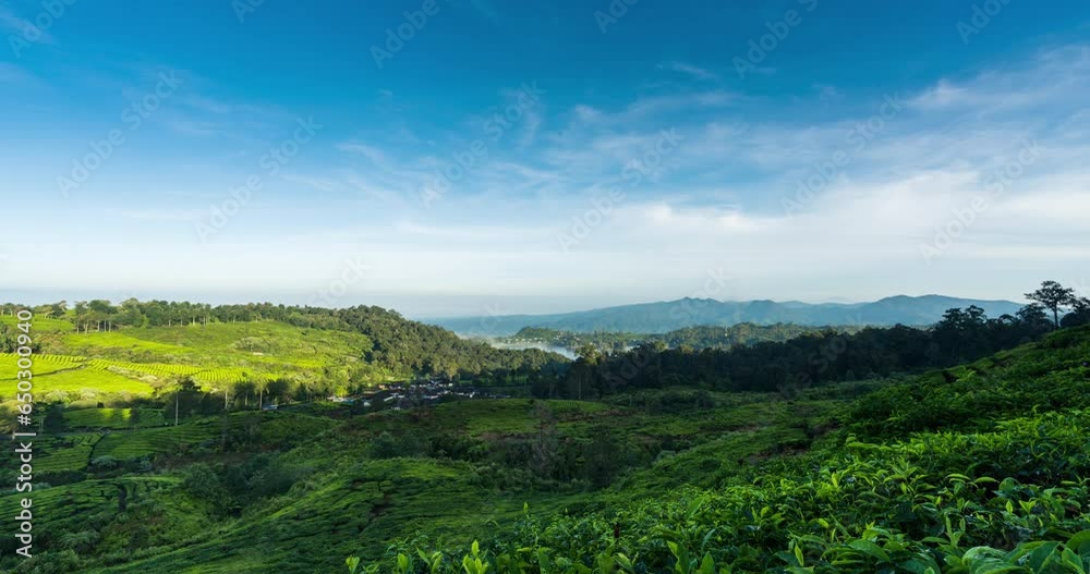 Timelapse of clouds rolling over the tea plantation in the morning Timelapse of clouds rolling over the tea plantation in the morning