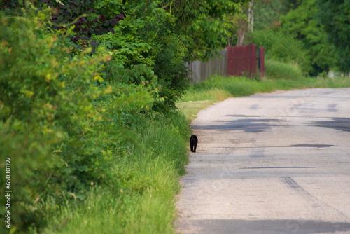 Fototapeta Naklejka Na Ścianę i Meble -  A small black cat walks away down a sunny, quiet rural road, flanked by lush green bushes and distant houses.