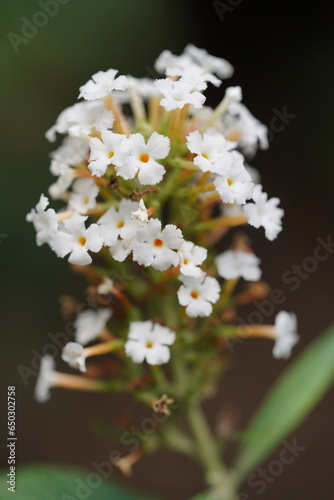 white flowers