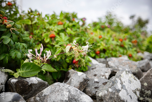 Honeysuckle Rose Flower