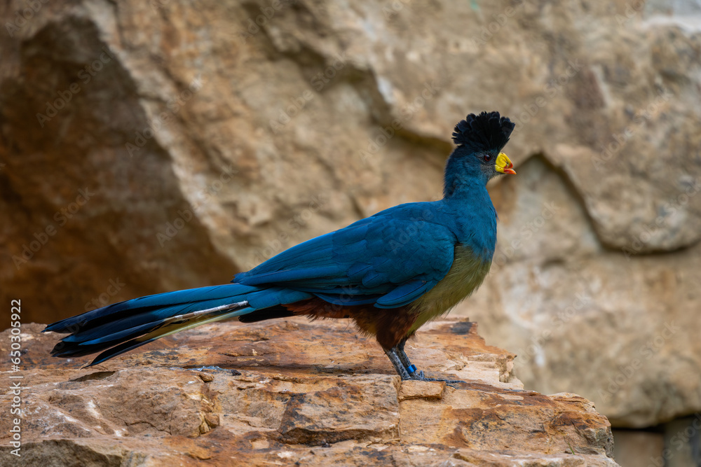 Great Blue Turaco - Corythaeola cristata, beautiful large colored bird from African woodlands and forests, Entebbe, Uganda.