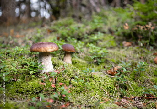 Porcini mushrooms in the forest