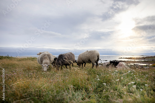 Sheep peacefully grazing in a meadow by the sea