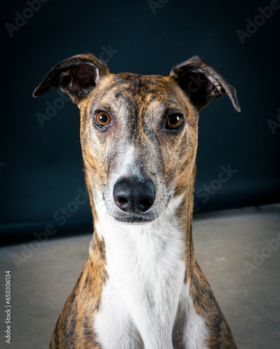 Portrait of a greyhound