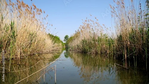 Footage of reed and dried grass viewed from boat in summer
