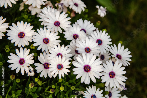 Bunch of white African daisy flowers against green leaves. Macro flower photography